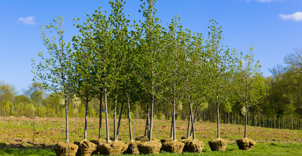 planting trees