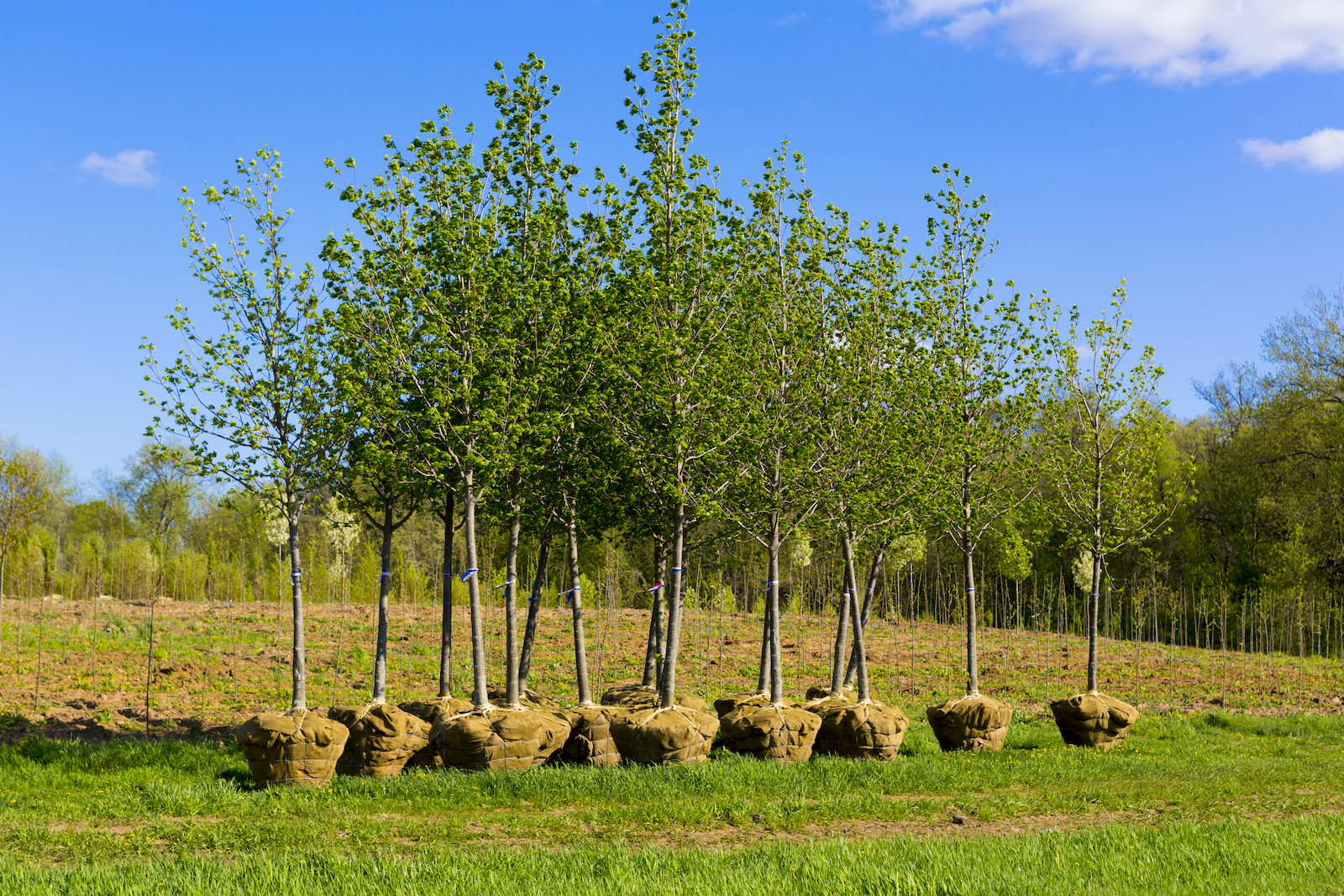 planting trees